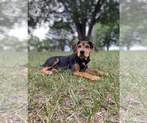 Pasta - Male Black and Tan Coonhound-Unknown Mix Dog for Adoption - Photo #6