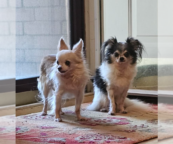 Medium Photo #2 Chihuahua-Unknown Mix Puppy For Sale in Cranston, RI, USA