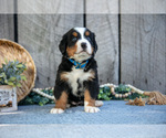 Puppy Beauty Bernese Mountain Dog