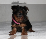 Small Photo #5 Yorkshire Terrier Puppy For Sale in FREDERICKSBG, OH, USA