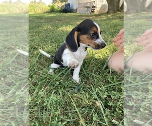 Beagle Puppy for sale in HAGERSTOWN, MD, USA