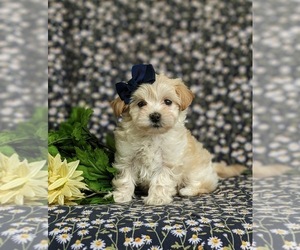 Maltipoo Puppy for sale in ATGLEN, PA, USA
