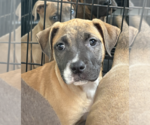 Small #1 Catahoula Leopard Dog Mix