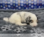 Small Photo #16 Bernedoodle Puppy For Sale in CLEVELAND, TN, USA