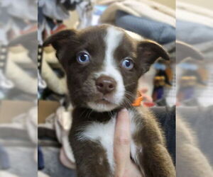 Siberian Husky-Unknown Mix Dogs for adoption in Matawan, NJ, USA