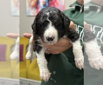 Puppy Lanzo Poodle (Standard)