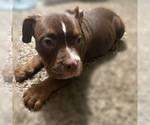 Small Photo #2 American Bully Puppy For Sale in OAKLAND, CA, USA