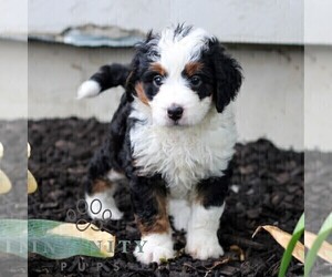 Bernedoodle (Miniature) Puppy for sale in LITITZ, PA, USA