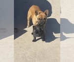 Small Photo #3 French Bulldog Puppy For Sale in AUBREY, TX, USA