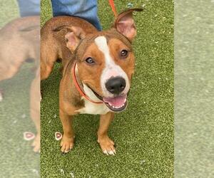 Mutt Dogs for adoption in Fayetteville, NC, USA