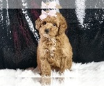 Puppy Lady F1B Goldendoodle (Miniature)