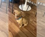 Small #5 American Pit Bull Terrier Mix