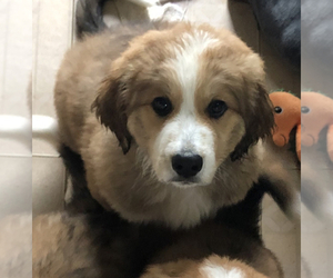 Great Bernese Puppy for sale in DOWNING, WI, USA