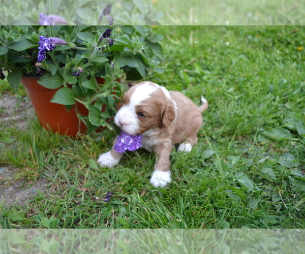 Medium Photo #3 Cavapoo Puppy For Sale in GREENWOOD, WI, USA