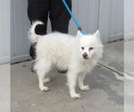 Small #1 American Eskimo Dog