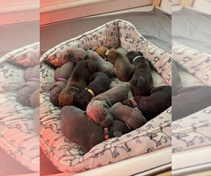 Cane Corso Puppy for sale in WESTFIELD, MA, USA