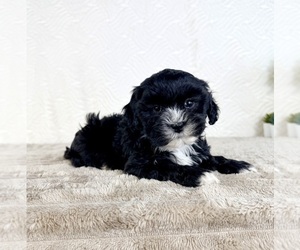 ShihPoo Puppy for sale in GREENFIELD, IN, USA