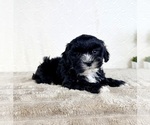 Image preview for Ad Listing. Nickname: Spade