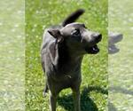 Small #12 Belgian Malinois