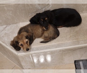 Dachshund Litter for sale in EDINBURG, TX, USA