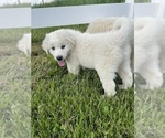 Small Photo #7 Great Pyrenees Puppy For Sale in CANOGA, NY, USA