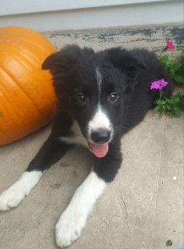 Medium Photo #1 Border Collie Puppy For Sale in MCVEYTOWN, PA, USA