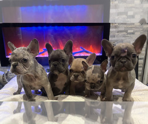 French Bulldog Puppy for sale in CRYSTAL CITY, TX, USA