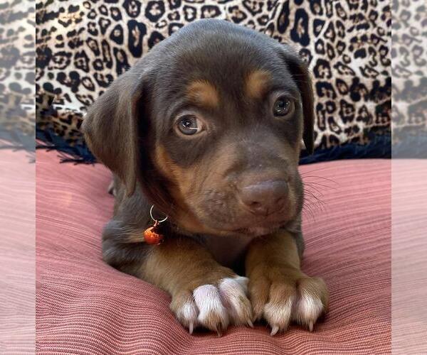 Medium Photo #1 Mutt Puppy For Sale in San Diego, CA, USA