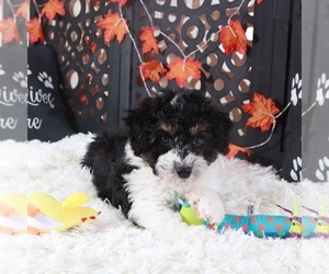Aussiedoodle-Poodle (Toy) Mix Puppy for sale in MOUNT VERNON, OH, USA