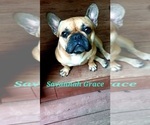 Small Photo #1 French Bulldog Puppy For Sale in CLEVELAND, GA, USA