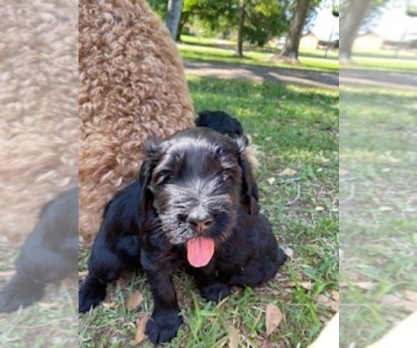 Medium Photo #10 Doodle-Goldendoodle Mix Puppy For Sale in DADE CITY, FL, USA