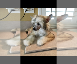 Chinese Crested Puppy for sale in LAKESIDE, CA, USA