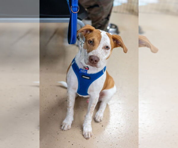 Medium Photo #4 Mutt Puppy For Sale in Mundelein, IL, USA