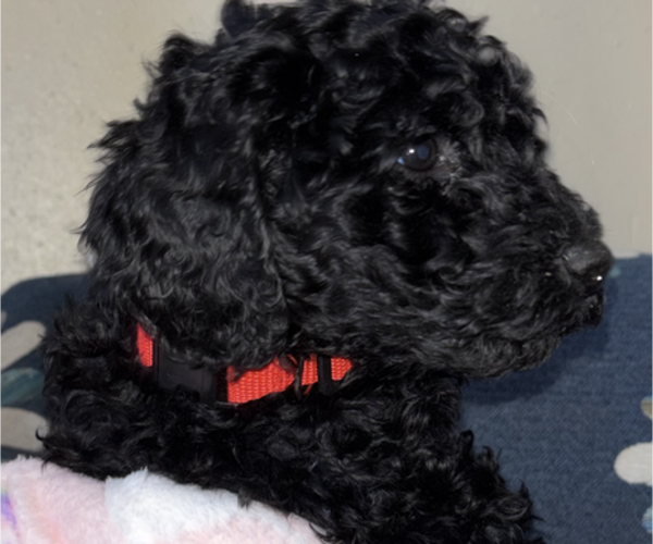 Medium Photo #3 Poodle (Standard) Puppy For Sale in DEXTER, MO, USA