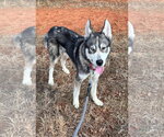 Small #7 Siberian Husky Mix
