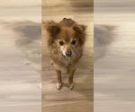Small #10 Pomeranian Mix