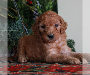 Goldendoodle-Poodle (Miniature) Mix Puppy for sale in HONEY BROOK, PA, USA