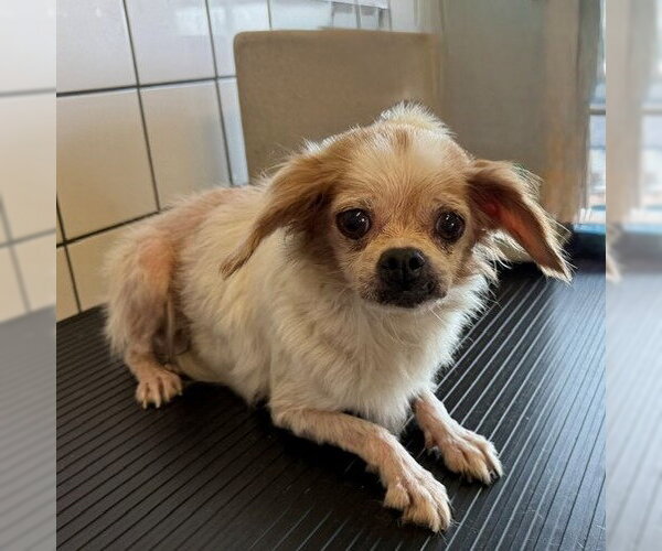 Medium Photo #1 Pekingese Puppy For Sale in Downey, CA, USA