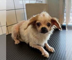 Pekingese Dogs for adoption in Downey, CA, USA