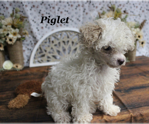 Poodle (Toy) Puppy for sale in CHANUTE, KS, USA
