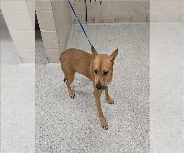Medium Photo #1 American Pit Bull Terrier-Labrador Retriever Mix Puppy For Sale in Conroe, TX, USA
