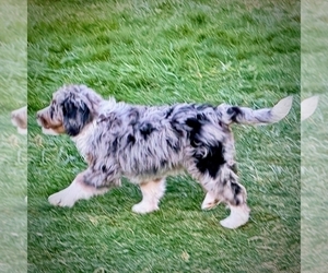 Bernedoodle Puppy for sale in ROY, UT, USA