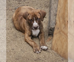 American Pit Bull Terrier-Bull Terrier Mix Puppy for sale in N CHARLESTON, SC, USA