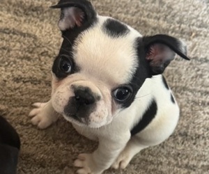 Medium Faux Frenchbo Bulldog