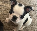 Puppy Puppy 5Betsy Faux Frenchbo Bulldog