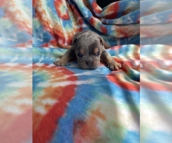 Medium Photo #8 English Bulldog Puppy For Sale in RICHMOND, VA, USA