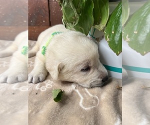 Labrador Retriever Puppy for sale in NEOLA, WV, USA