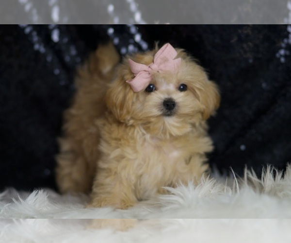 Medium Photo #5 Maltipoo Puppy For Sale in WARSAW, IN, USA