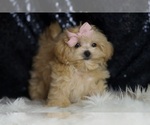 Small Photo #5 Maltipoo Puppy For Sale in WARSAW, IN, USA