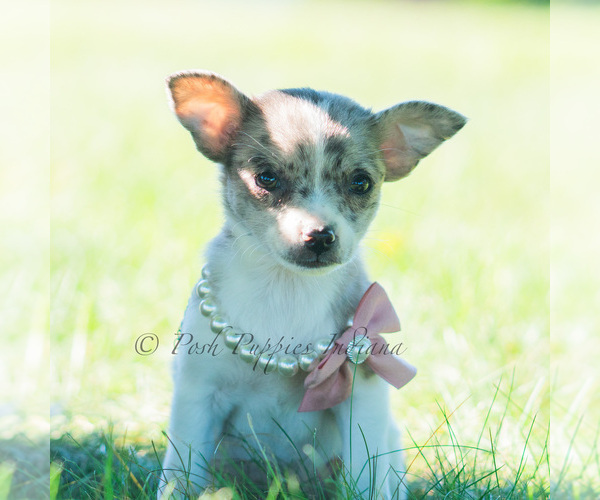 Medium Photo #104 Chihuahua Puppy For Sale in WARSAW, IN, USA